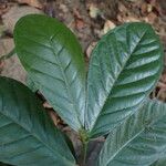 Treculia africana Folha