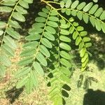 Cordyla africana Leaf