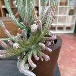 Cereus spegazzinii Leaf