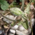 Silene noctiflora फूल