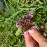 Clinopodium vulgareFlower