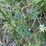 Peucedanum palustre Leaf