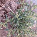 Trichodesma africanum Hábito