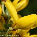 Cytisus ardoinoi ফুল