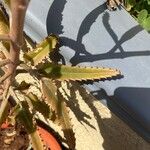 Kalanchoe delagoensis Blad