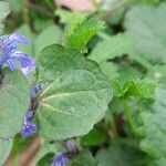 Ajuga reptans पत्ता