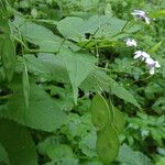 Lunaria rediviva पत्ता