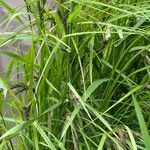 Carex acuta Folla