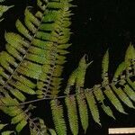 Cyathea cuspidata