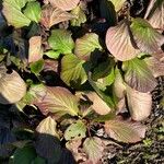 Bergenia crassifolia Leaf