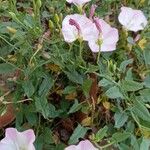 Convolvulus arvensis Habit