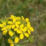 Erysimum virgatum Fleur