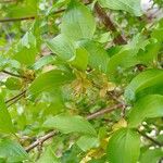 Cornus masFlower