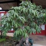 Ficus binnendykii অভ্যাস