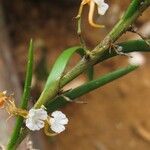 Nephrangis bertauxiana 花
