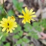 Crepis micrantha Virág