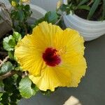 Hibiscus ovalifolius Flower