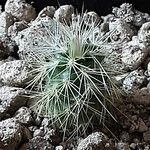 Echinocereus pectinatus Fuelha