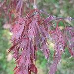 Acer japonicumLeht