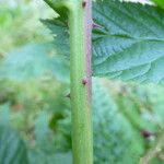 Rubus polonicus Other