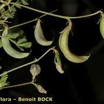 Astragalus cymbicarpos