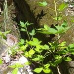 Cleome aculeata Leaf