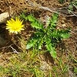 Leontodon saxatilis Blatt