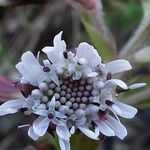 Petasites pyrenaicusFlower