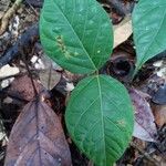 Sterculia pruriens Leaf