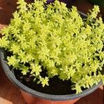 Sedum japonicum Lapas