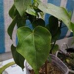 Jatropha curcas Blatt