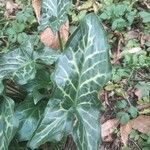 Arum italicumBlatt