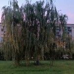 Salix babylonica Frunză