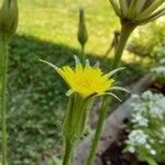 Urospermum picroidesFlower