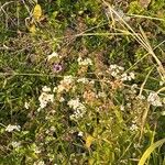 Ageratina altissimaFlower