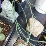 Ephedra gerardiana Leaf