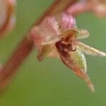 Neottia cordata Habitus