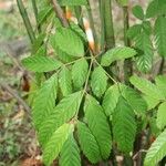 Leea guineensis पत्ता