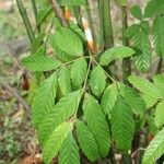 Leea guineensis Leaf