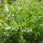 Vicia lens Hoja