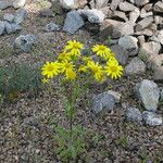 Senecio vernalis Flor