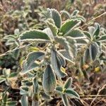 Leucas tomentosa Hoja