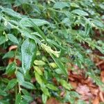 Sarcococca hookeriana Yaprak