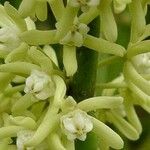 Cynanchum viminale Flor