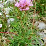 Armeria alpina Habit