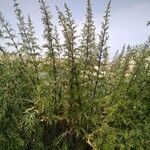 Urtica cannabina Habitus