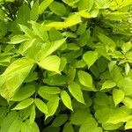 Aralia cordata List