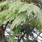 Anadenanthera colubrina ഇല