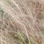 Microchloa kunthii Blüte