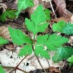 Geranium robertianum Levél